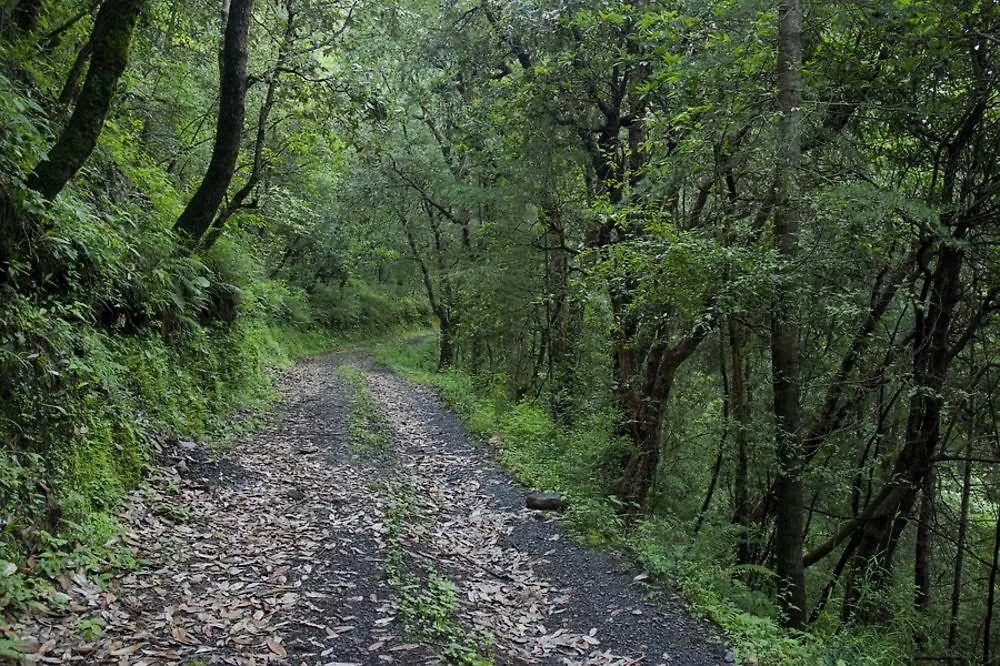 Aamod Resort Shimla Indie